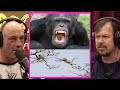 How chimps hunt  kill monkeys  joe rogan  james reed jre