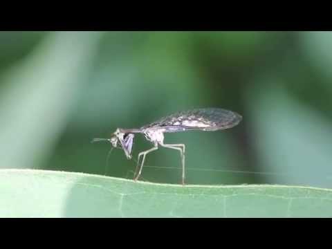 Mantidfly preening