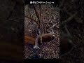 至近距離でヘッドショット ノーカット版 鹿の忍び猟 トリガーを引くときには命へ感謝 #狙撃 #スナイパー #ヘッドショット