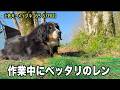 運動会の準備を側で見守るレンちゃん【土佐犬65 67日目】