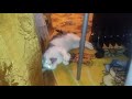 Кот и макароны/кот дурак/смешной кот