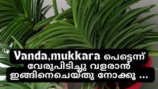 മുക്കാറയും വാണ്ടയും പെട്ടെന്ന് വേരുവരാൻ /mukkara,vanda simple potting method#mokara #vandaorchidcare