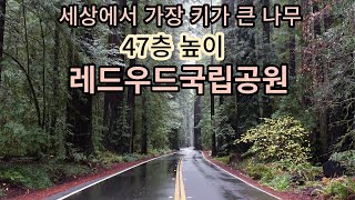 레드우드국립공원의 모습...세상에서 가장 키가 큰 나무들이 모인 숲은 어떤 모습일까요?