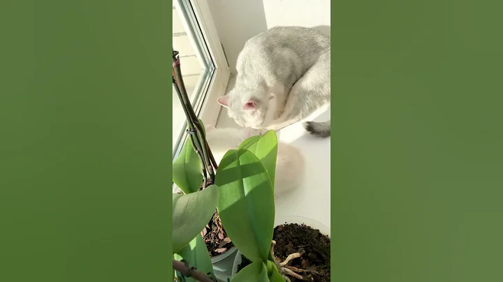 Watch the video about British Kittens Of Cat Kylie #kyliecatkittens #kitten #cat #cutecat #britishcat #catlover #kitty