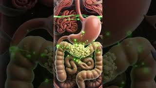 DIGESTIVE SYSTEM ANIMATION #digestivesystem #digestivehealth #digestivesupport #digestivewellness