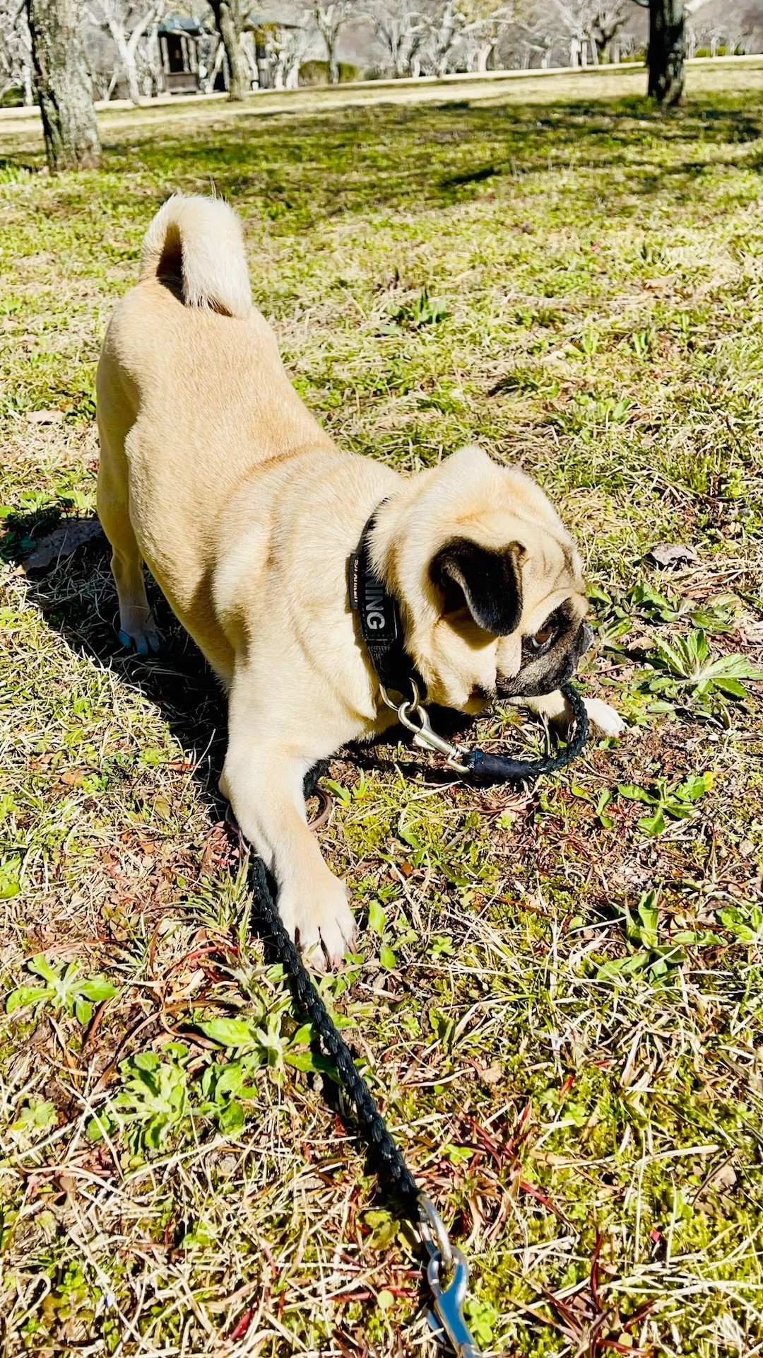 PUG] 走りたいパグ🤩 (An active pug) #パグ #pug #퍼그 #哈巴狗 #mops