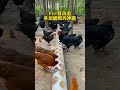 PVC管改造多功能喂鸡神器 科学养鸡 散养土鸡 三农 快手创作者中心 快手涨粉助手 我要上热门 科普 搞笑 正能量 PVC管改造多功能喂鸡神器 科学养鸡 散养土鸡 三农 快手创作者中心 快手涨粉助手 我要上热门 科普 搞笑 正能量