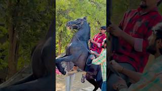 Just unconditional love,...❤️ #shorts #youtube #horse #story