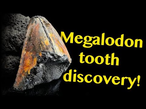 Deep Sea Megalodon Tooth Fossil Updates from the Experts | Nautilus Live