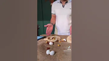 تحديث آيباد الجديد رغيف العيش 