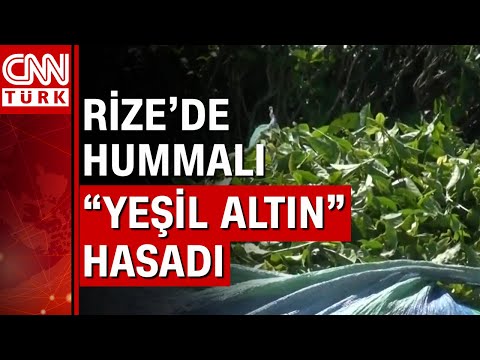 Rize'de işçiler çay