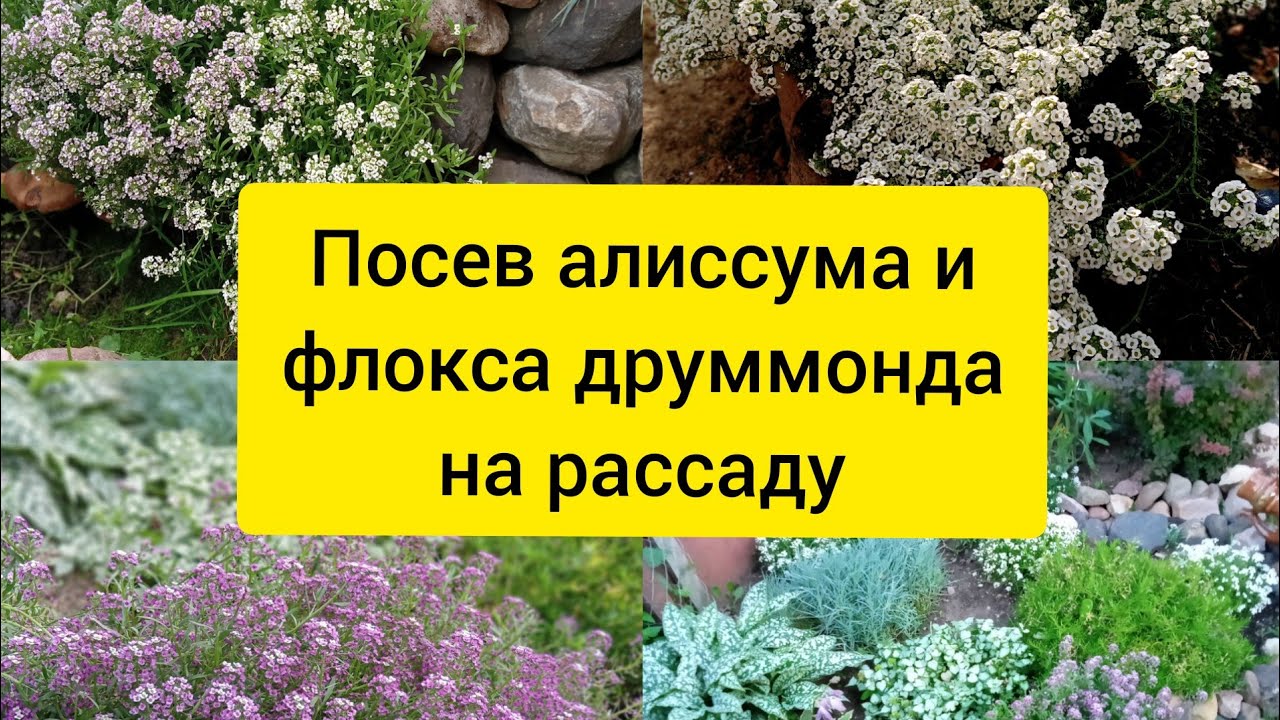 Как посеять флокс друммонда на рассаду. Как посеять флокс друммонда на рассаду