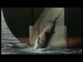 Graphic Japanese Whaling: What Really Happened in 1993
