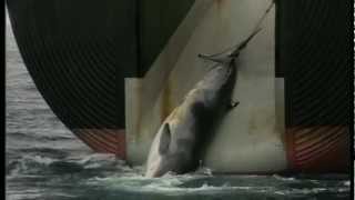 Graphic Japanese Whaling: What Really Happened in 1993