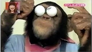 Ever seen a Monkey play ping pong?  Now you did!