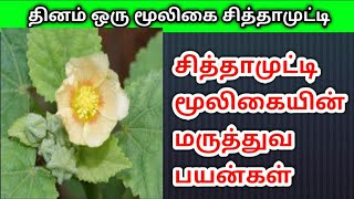 தினம் ஒரு மூலிகை சித்தாமுட்டை சித்தாமுட்டை மூலிகையின் மருத்துவ பயன்கள்