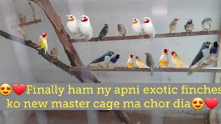 Gouldian finches ko Colony cage ma chor dia/ Gouldian finch colony cage breeding experiment