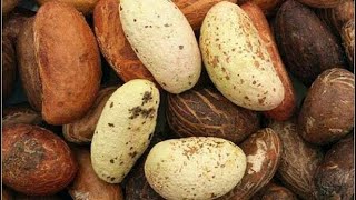 Bitter Kola and Ginger is a goal for men Microphone 🎤  Thank me later