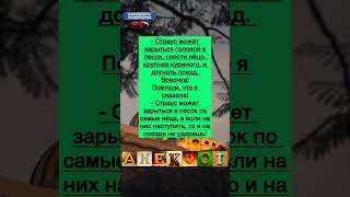 Страус #анекдоты #шутки #приколы #радость #вовочка #юмор #смех