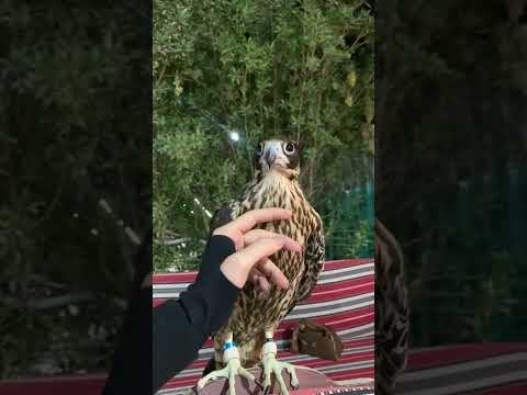 صقارة صقرها يسوا الدنيا ومافيها ماشاء الله تبارك الله السعودية اكسبلور كلمه العيدابي صقر