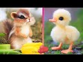 Baby Animals - Animais Bebes - Animais Fofos - Funny and Cute Baby Animals Videos Compilation