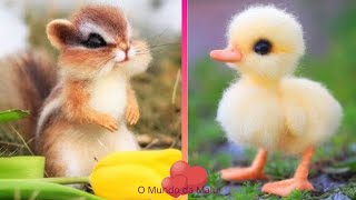 Baby Animals - Animais Bebes - Animais Fofos - Funny and Cute Baby Animals Videos Compilation