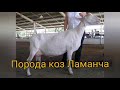 Козы Ламанча. Плюсы и минусы породы