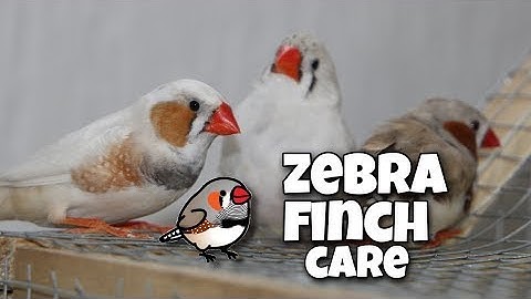 Finches Going to new home Zebra Finch Care For Beginners🏠
