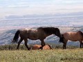 Pryor Mountain Mustangs - 2017