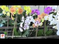 Flores y Servicios - Floristeria Puerto Rico