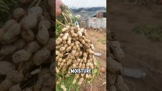 Why Are Farmers Stomping Peanuts? #shorts #peanutfarming #jasfarm