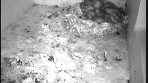 Jonge Gierzwaluwen kast 1, 17 juni 2014