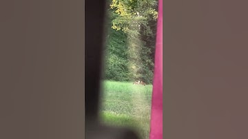 Thumbnail of 2 foxes 🦊 🦊 playing on my property this morning 😁 song 🎵 Fox on the run by Sweet 🎶 1974