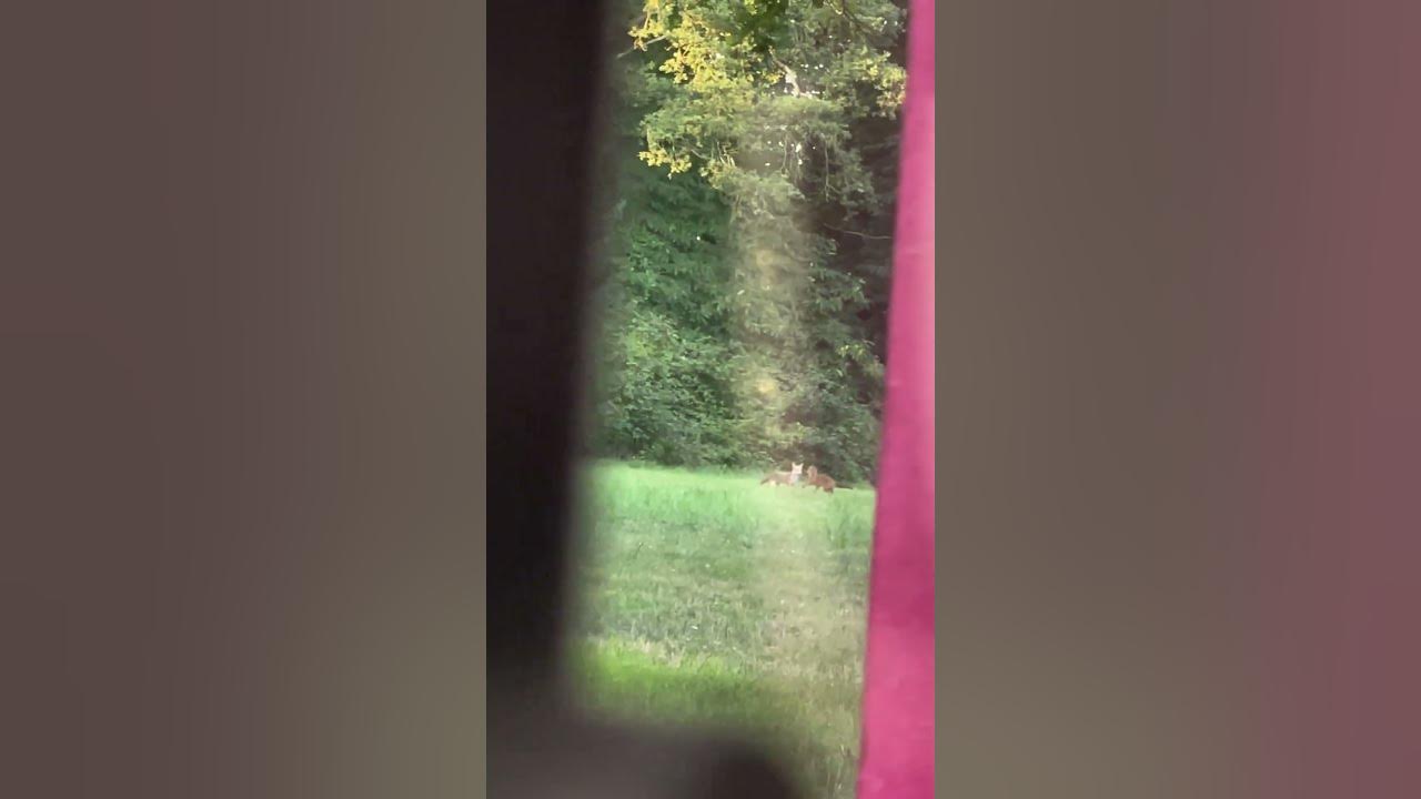 2 foxes π¦ π¦ playing on my property this morning π song π΅ Fox on the run by Sweet πΆ 1974 2 foxes π¦ π¦ playing on my property this morning π song π΅ Fox on the run by Sweet πΆ 1974