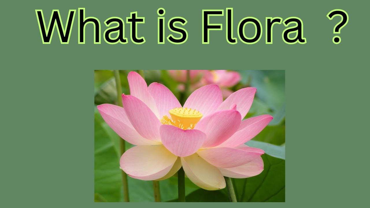WHAT IS FLORA YouTube WHAT IS FLORA YouTube