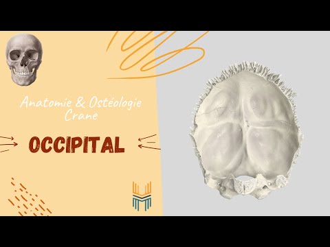 L'Occipital