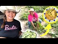 COSECHANDO NUESTRAS CALABACITAS de nuestro huerto 🌽 LES PREPARAMOS UNA RECETA TÍPICA DE TAMAULIPAS