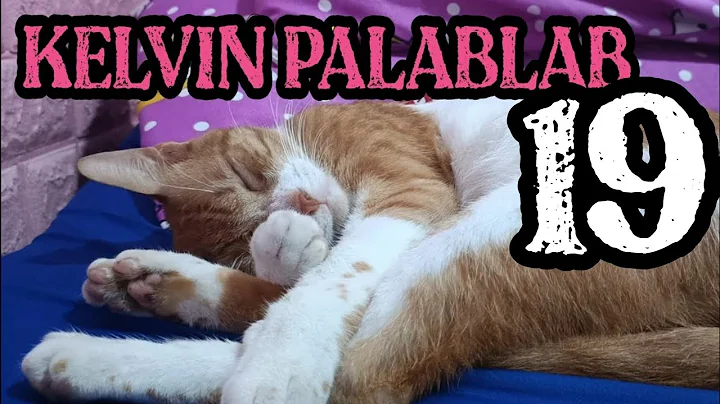 KELVIN KELVIN PALABLAB | Chespie & 13 Cats