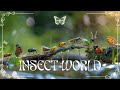 Insect world 4k  relax with piano  stream sound  calm your mind with peaceful views  27