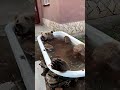 A los animales les encanta también darse un buen baño!! 🎉🎉🎉🤣🤣🤣