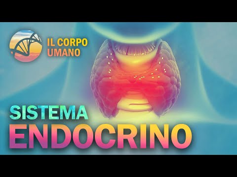 Video: In che modo il sistema endocrino mantiene l'omeostasi?