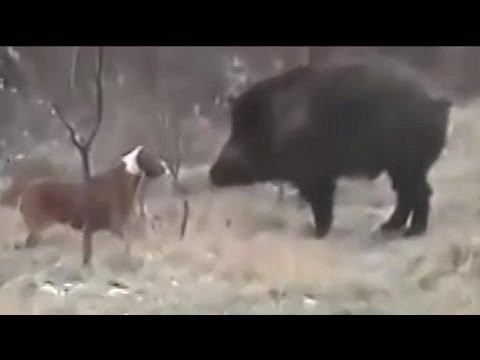 camera iphone 8 plus apk Pitbull vs wild boar. Hunting wild boar with pitbull.