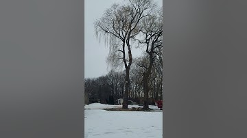 Dropping large willow tree
