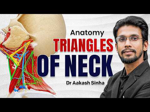 Triangles Of Neck 3D | Boundaries & Content | Head & Neck | BDS 1st Year Anatomy High Yield Lecture