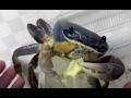 my pet crab eating cheese