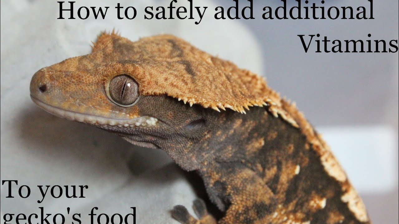 crested gecko supplements