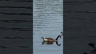 Canadian Geese feed on Canada Day ?? July 1st, 2021 St Lawrence River,  Montreal,  Quebec,  CANADA