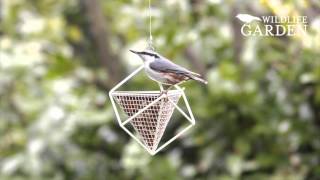 Peanuts for birds are full of energy and that