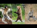 Животные Танцуют | [Смешные Животные] | Приколы | Подборка
