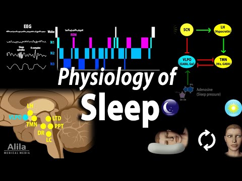 Sleep Physiology, Animation